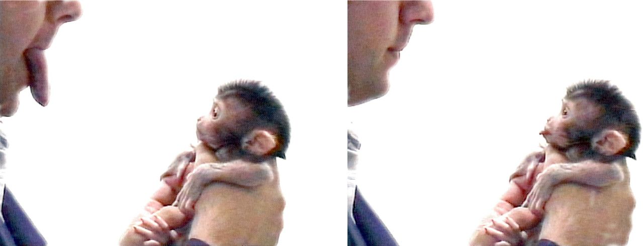 Figure 1. (Emotionally) violent imitation in monkeys [src]