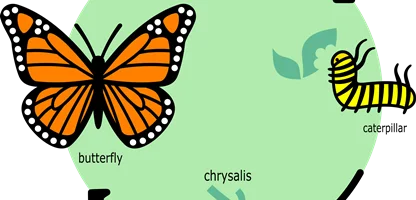 مدلهای چرخه حیات سازمان | Organizational Life Cycle